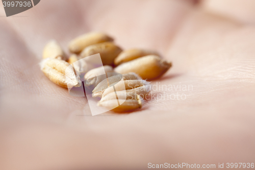 Image of mature wheat grains, close-up