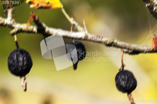 Image of dried berries harvest