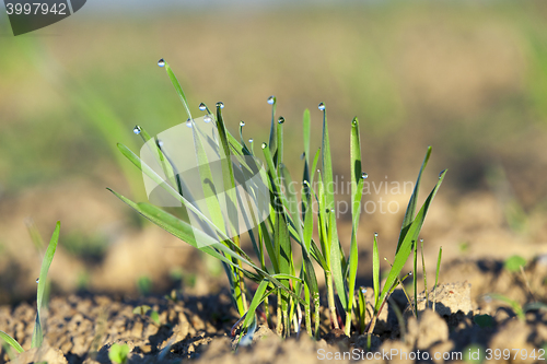 Image of young grass plants, close-up