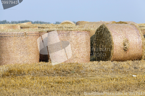 Image of wheat, close up
