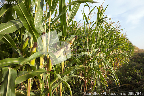 Image of Green immature corn