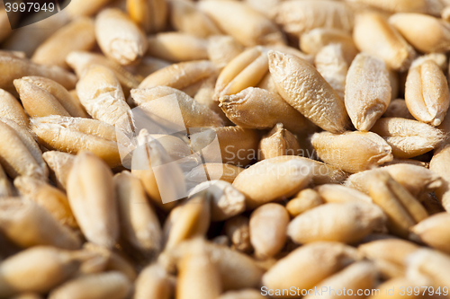 Image of wheat, close up
