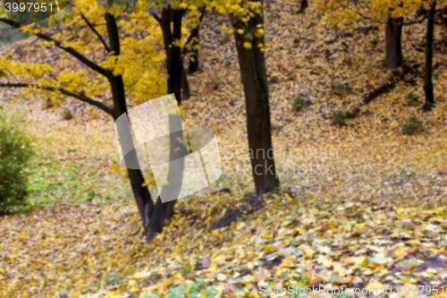 Image of autumn in the park