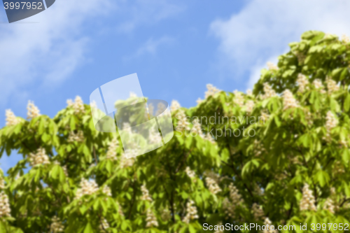 Image of blooming chestnut tree in the spring