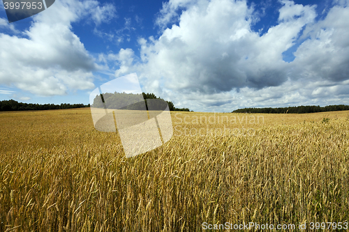 Image of ripe yellow cereals