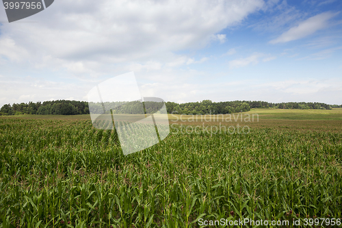 Image of Field with corn