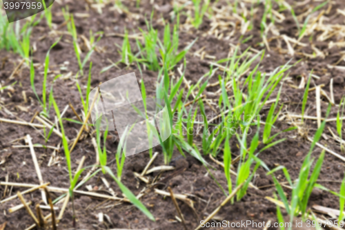 Image of young grass plants, close-up