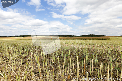 Image of collection rapeseed crop