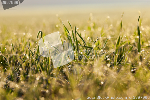 Image of young grass plants, close-up