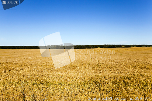 Image of harvesting cereals , field