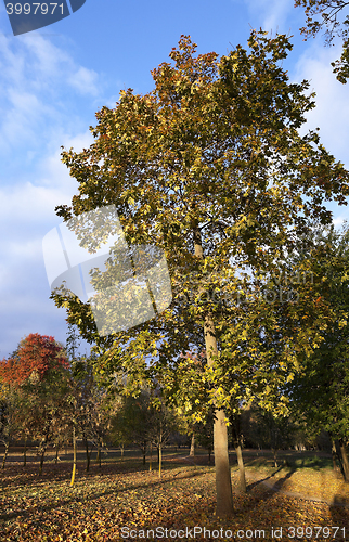 Image of leaves on trees, autumn