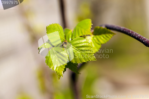 Image of birch trees in spring