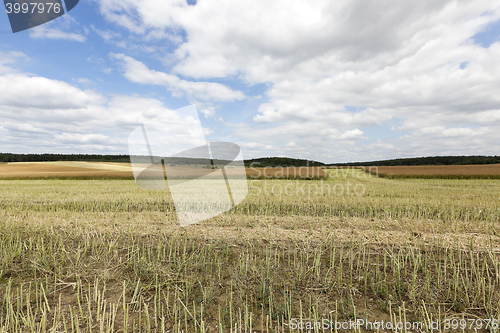 Image of collection rapeseed crop