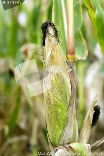 Image of field with mature corn