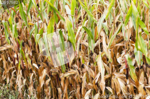 Image of field with mature corn