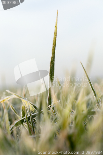 Image of young grass plants, close-up