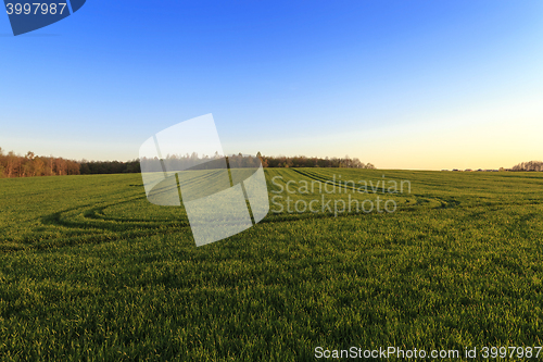 Image of immature cereals , field