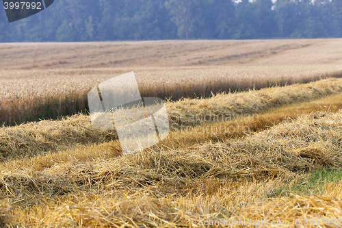 Image of harvest of cereals