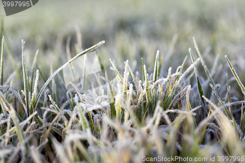 Image of young grass plants, close-up