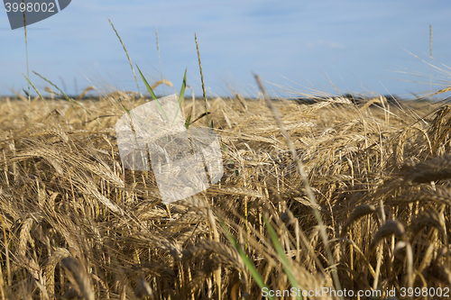 Image of ripe yellow cereals