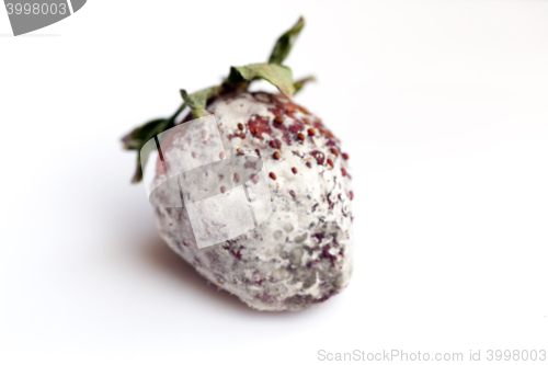 Image of Strawberry with mold