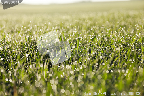 Image of young grass plants, close-up