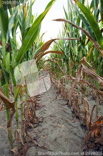 Image of Green immature corn