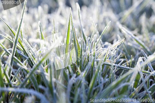 Image of young grass plants, close-up