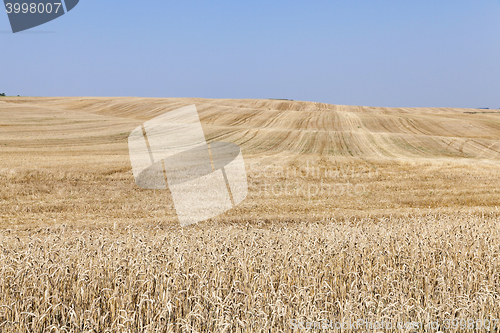 Image of Agricultural field with wheat