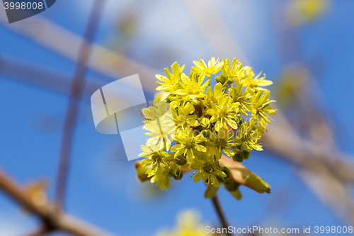 Image of flowering maple, close up