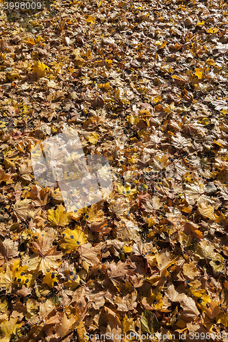 Image of leaves of the trees,