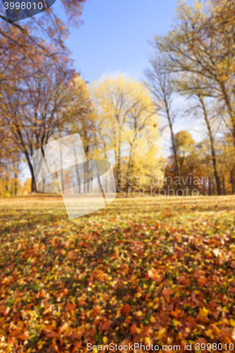 Image of autumn foliage , defocus