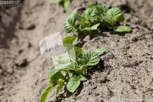 Image of potato field. close-up