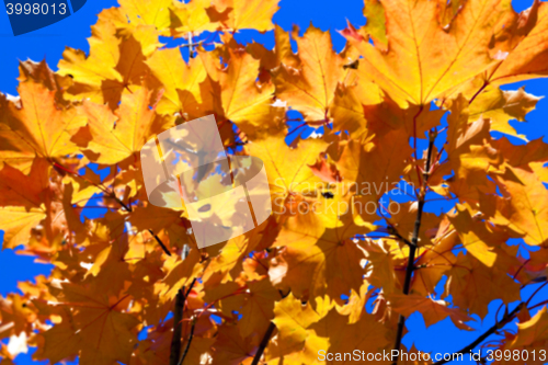 Image of autumn in the park