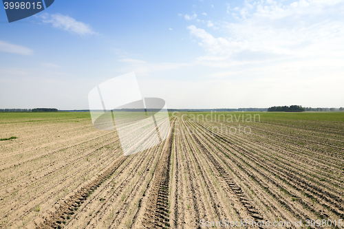 Image of sprouts green onions