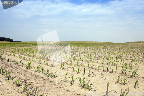 Image of Corn field, summer