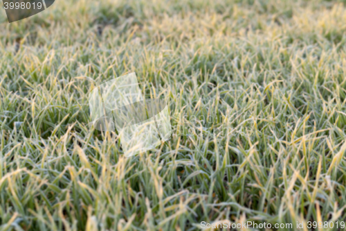 Image of green wheat, close-up