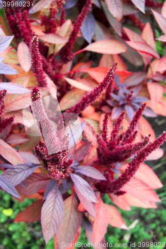 Image of red flower in garden on grass