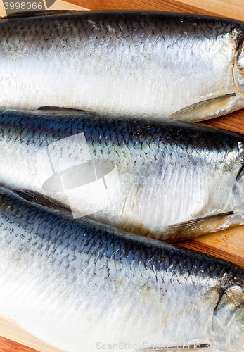 Image of Fresh fishes on board