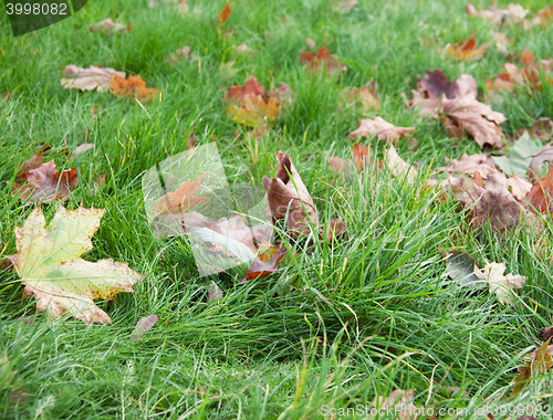 Image of Dry leaves in grass