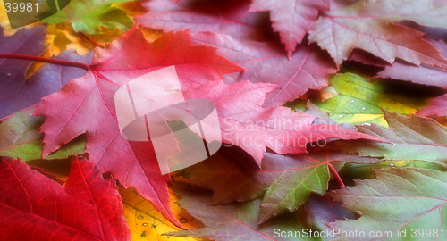 Image of Fall Leaves