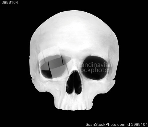Image of Front view of a fake skull