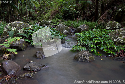 Image of rainforest stream