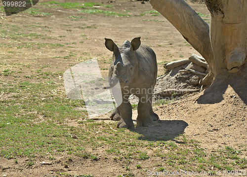 Image of baby rhino