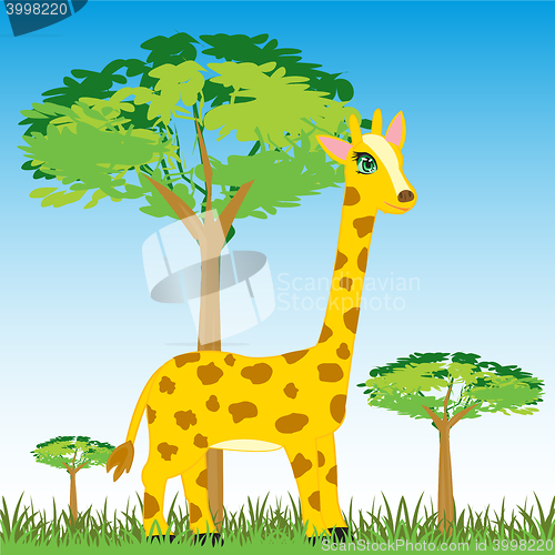 Image of Wildlife zebra on nature