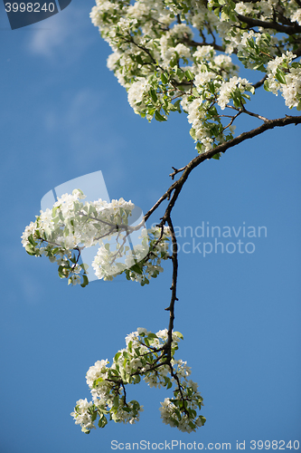 Image of Sky blue beautiful apple blossom tree