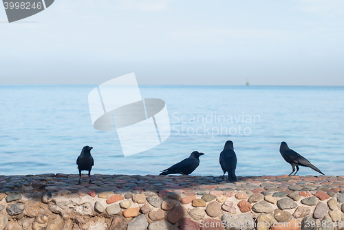 Image of Black crows standing on the stone fence search of food on a blurred background of the sea
