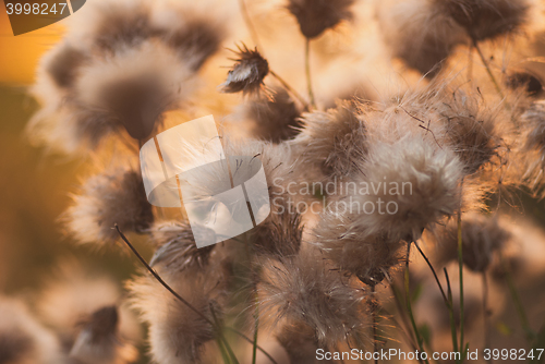 Image of Beautiful sunrise light through thorns or bur flowers 