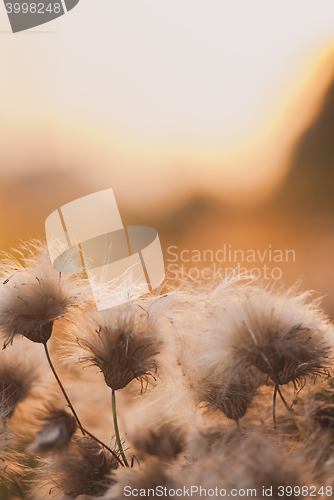 Image of Beautiful sunrise light through thorns or bur flowers with copyspace. Vertical image