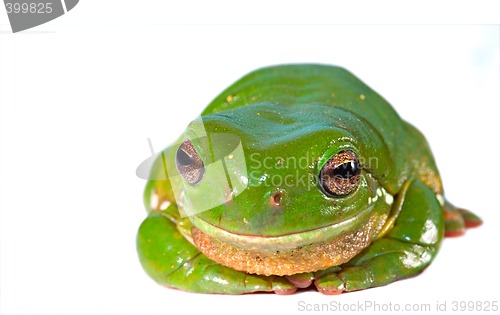 Image of green tree frog